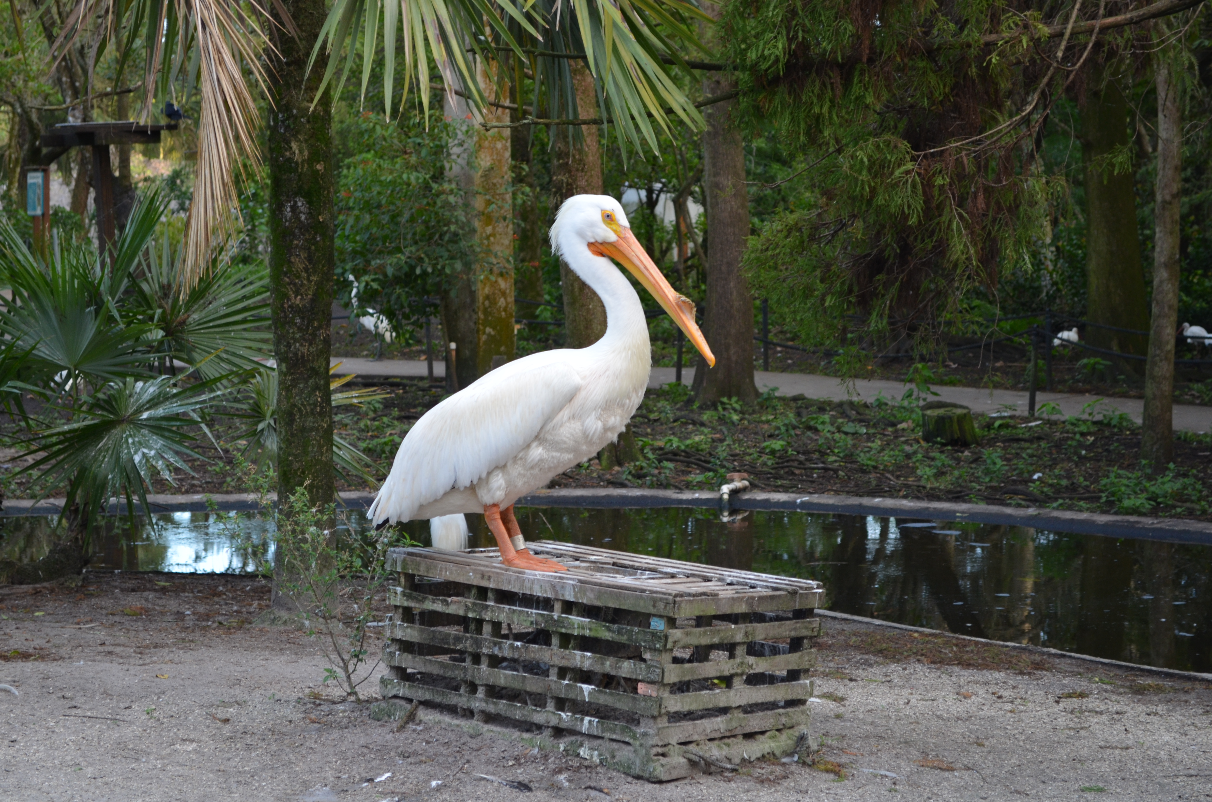 ./2014/Flamingo Gardens/DSC_8126.JPG